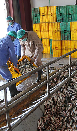 Gold Fin International LLC