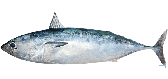 FRIGATE TUNA