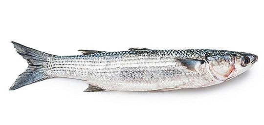GREY MULLET