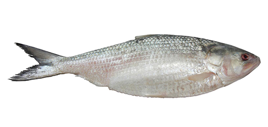 HILSA