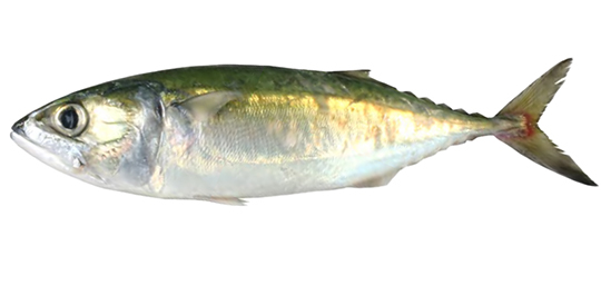 INDIAN MACKEREL
