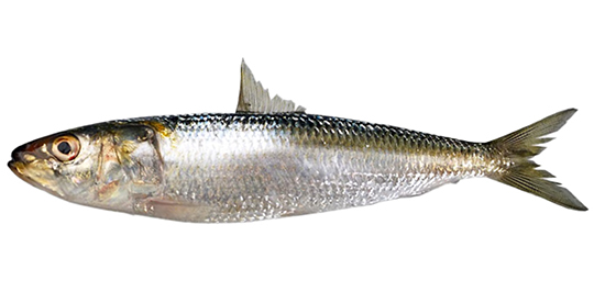SARDINE