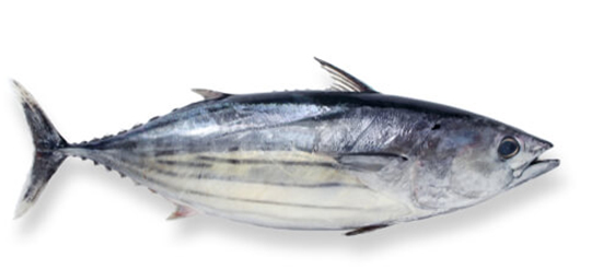 SKIPJACK TUNA