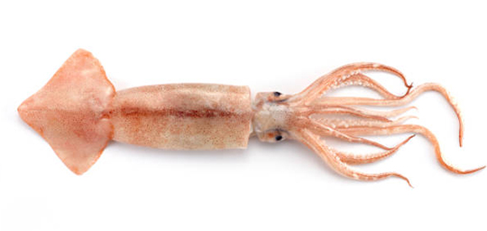 SQUID