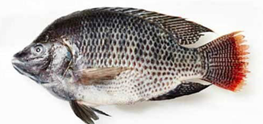 TILAPIA