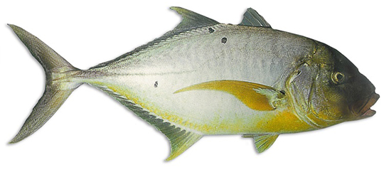 TREVALLY