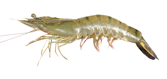 VANNAMEI SHRIMP