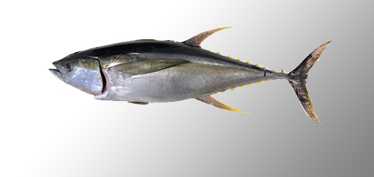 YELLOWFIN TUNA
